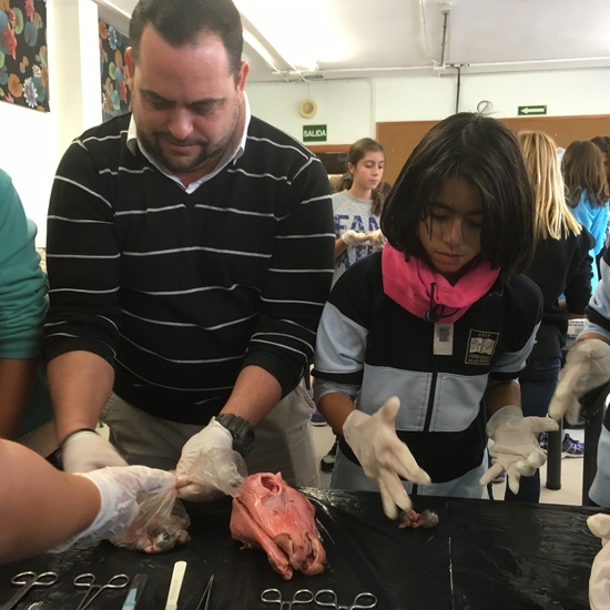 2016-11-09_DISECCION OJO CORDERO (24)