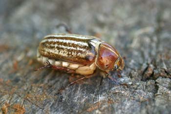 Escarabajo sanjuanero rayado (Anoxia australis)