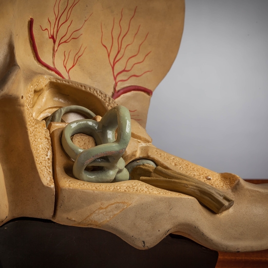 IES_CARDENALCISNEROS_ANATOMIA_MODELOS_054