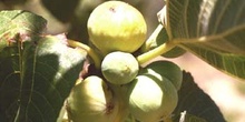 Higuera - Frutos (Ficus carica)