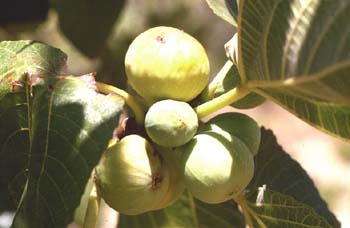 Higuera - Frutos (Ficus carica)