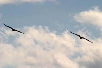 Buitre leonado (Gyps fulvus)