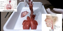 APARATO RESPIRATORIO - DISECCIÓN - ANATOMÍA EXTERNA
