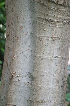 Almez - Tronco/Corteza (Celtis australis)