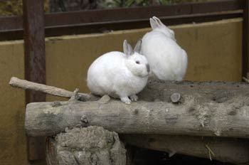 Conejos blancos