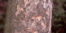 Castaño de Indias - Tronco (Aesculus hippocastanum)