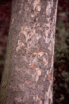 Castaño de Indias - Tronco (Aesculus hippocastanum)