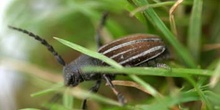 Longicornio zapador (Dorcadion fuliginator)