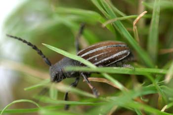 Longicornio zapador (Dorcadion fuliginator)