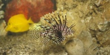 Pez escorpion (Pterois volitans)