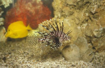 Pez escorpion (Pterois volitans)