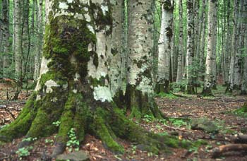 Haya - Tronco (Fagus silvatica)