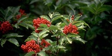 Saúco rojo - Fruto (Sambucus racemosa)