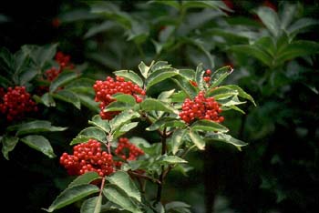 Saúco rojo - Fruto (Sambucus racemosa)