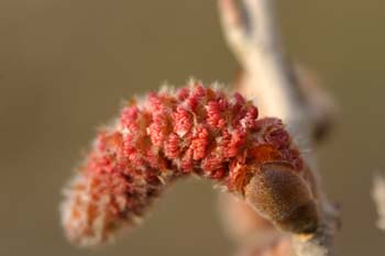 álamo blanco - Flor masc. (Populus alba)