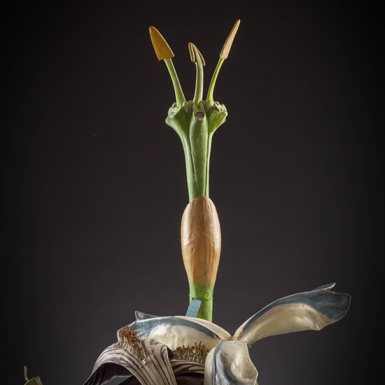 IES_CARDENALCISNEROS_BOTÁNICA_III_MODELOS_002