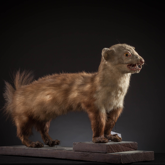 IES_SANISIDRO_MUSEO_Zoolgía_137