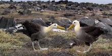 Pareja de Albatros, Diomedea irrorata, en danza de cortejo, Ecua