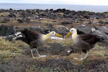 Pareja de Albatros, Diomedea irrorata, en danza de cortejo, Ecua