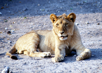 Cachorro de León de frente, Botswana