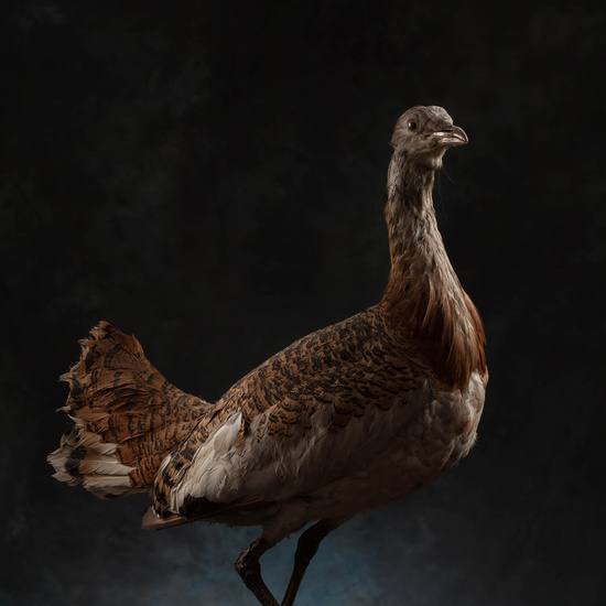 IES_SANISIDRO_MUSEO_Aves_167