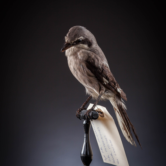 IES_SANISIDRO_MUSEO_Aves_028