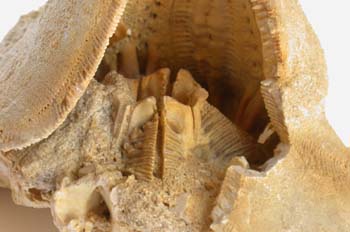 Clypeaster sp. (Erizo) Mioceno