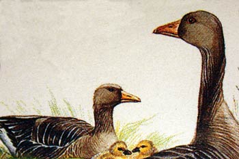 Gansos vigilando a sus crías