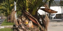 Palmera canaria - Funda de flores (Phoenix canariensis)