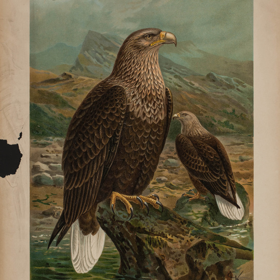 IES_CARDENALCISNEROS_AVES_LAMINAS_177