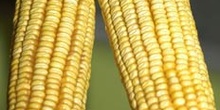 Mazorcas de maíz