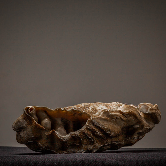 IES_ISABELLACATOLICA_BIOLOGIA_226