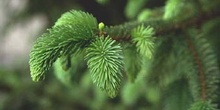Falso Abeto / Picea - Hojas (Picea sp.)