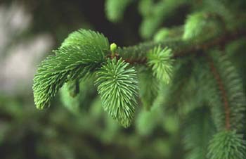 Falso Abeto / Picea - Hojas (Picea sp.)