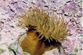 Anémona (Actina equina)