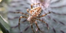 Araña de jardín o de cruz (Araneus diadematus)