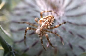 Araña de jardín o de cruz (Araneus diadematus)