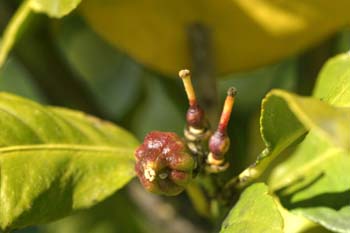 Limonero - Fruto jóven (Citrus limon)