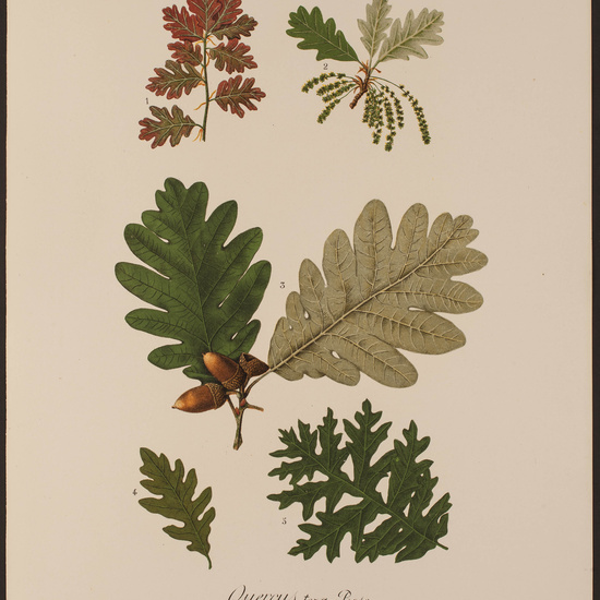 IES_CARDENALCISNEROS_HERBARIO_076