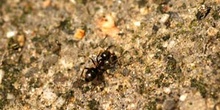 Hormiga (Formicidae fam.)