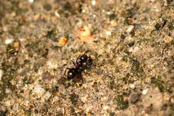 Hormiga (Formicidae fam.)