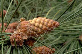 Pino resinero - Flor (Pinus pinaster)