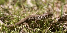 Lagarto verdinegro - Jóven (Lacerta schreiberi)