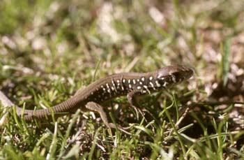 Lagarto verdinegro - Jóven (Lacerta schreiberi)