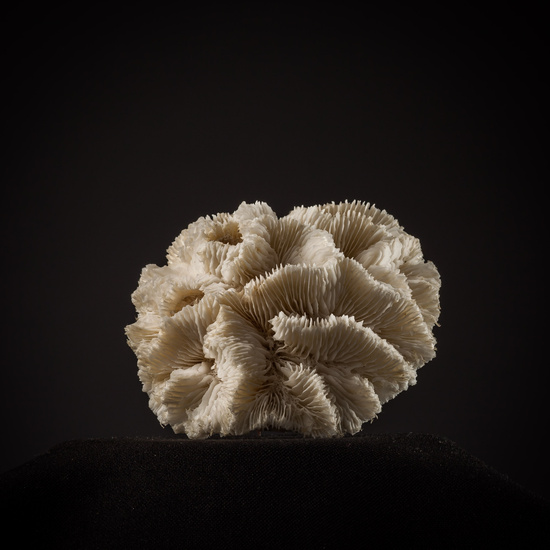 IES_SANISIDRO_BIOLOGIA_452