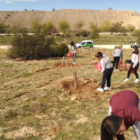 Plantación en el parque forestal de Valdebebas 2019 12