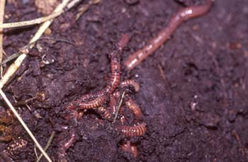 Lombriz de tierra (Lumbricus terrestris)