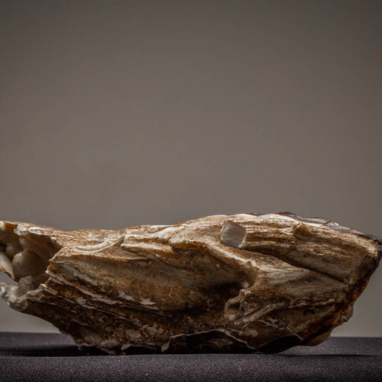 IES_ISABELLACATOLICA_BIOLOGIA_227