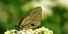 Blanca del Majuelo (Aporia crataegui)