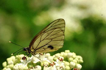 Blanca del Majuelo (Aporia crataegui)